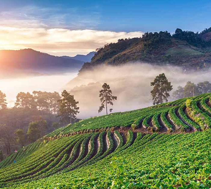 Hanoi to Singapore Travel Pass (Demo)